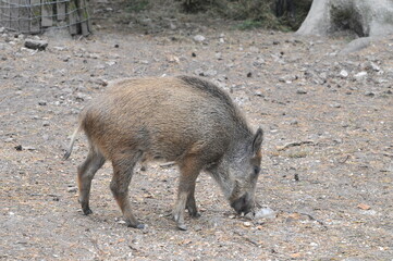 Small wild boar sniffing on the ground