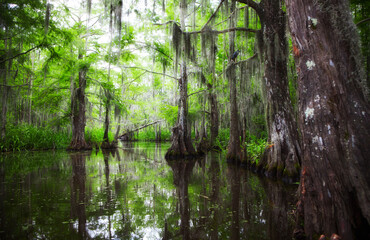 River through a Louisiana Swamp