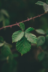 hoja de planta de mora
