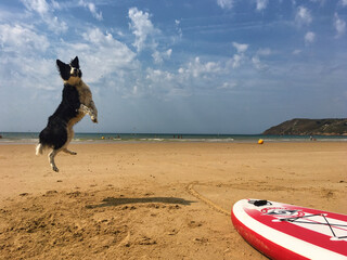 Obraz premium chien mer paddle saut