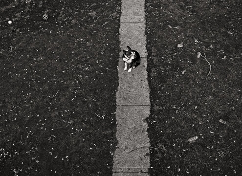 aerial of a boston terrier