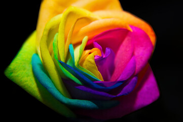 Rainbow rose on black background