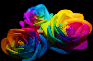Obraz na płótnie Canvas Rainbow roses on black background