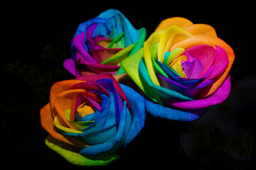 Fototapeta na wymiar Rainbow roses on black background