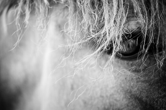 Horse close-up.