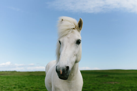 white horse