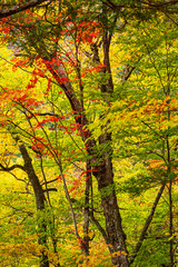 西沢渓谷の秋の色