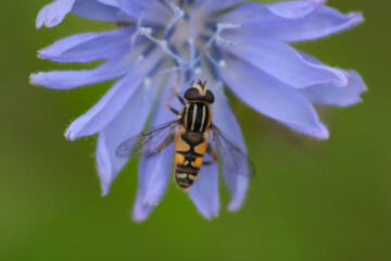 hoverfly on a purple flower
