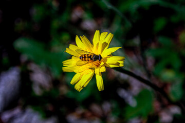 Flowers of spring and summer