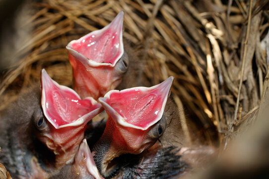 Common Grackle chicks in nest with open red mouths