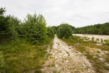 Sandiger Boden umgeben von Kiefern