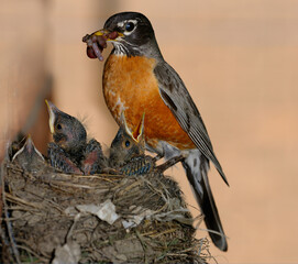 Blinking mother Robin with beak full of worms for three young chicks in the nest © Reimar