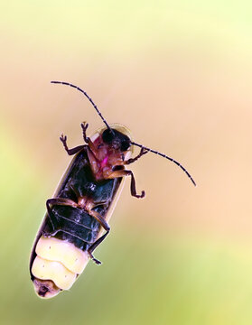 Firefly Macro on Glass Window