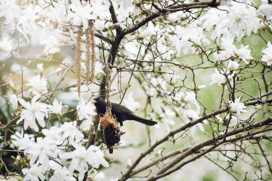 Blackbird eating peanut butter on Magnolia stellata branch