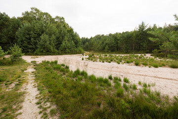 Sandiger Boden umgeben von Kiefern