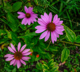Bunte Sommerblumen begr&uuml;&szlig;en den Herbst