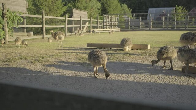 A flock of baby ostriches walking in the aviary. Young ostriches eating outside.