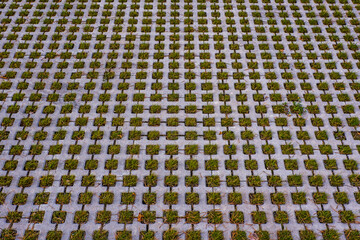 Betongewegplatten mit Gras