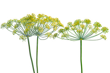 flowering dill branch on white background