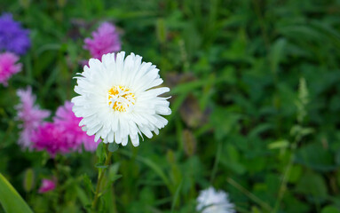 Beautiful white flower in the garden