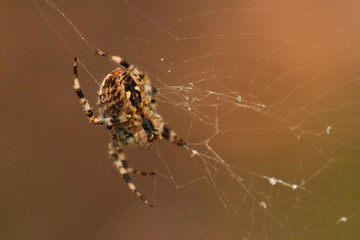 The Orb-web spider crouched waiting for its victim