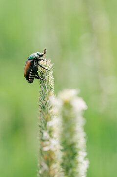 macro of japanese beetle climbing stalk of grass