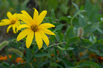 Beautiful yellow flower, autumn flower.