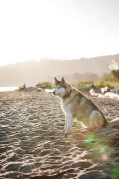 Siberian Husky dog on the beach