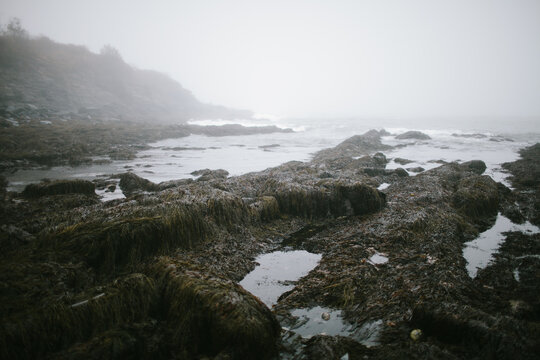 Foggy Coast