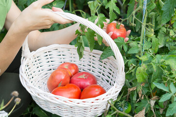 Collecting tomatoes on the farm in a white knitted basket