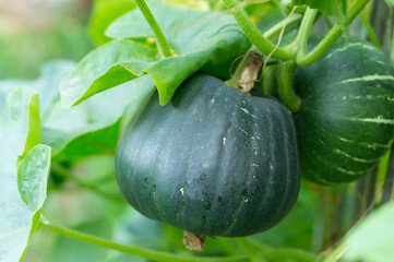 Green pumpkin that grows in the garden.
