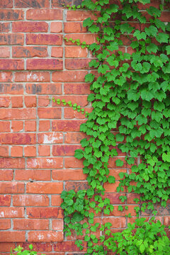 Green Boston Ivy Grows Up A Red Brick Wall