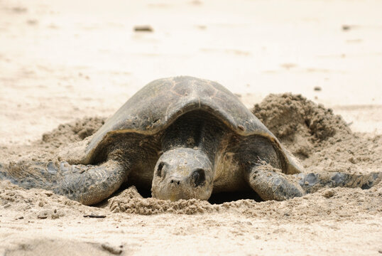 Sea Turtle digging hole for egg deposition on the pacific coast of Costa