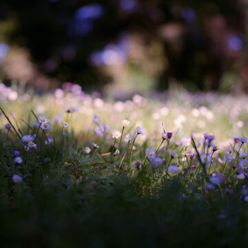 flowery meadow