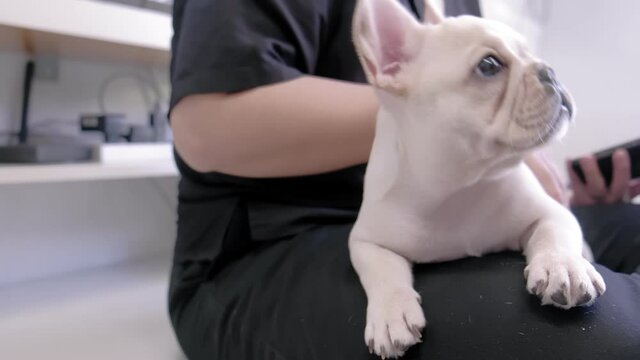 Cute pretty puppy white french bulldog lying on owner's body in living room at home