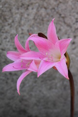 Pink lily