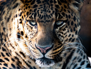 Fototapeta na wymiar Jaguar