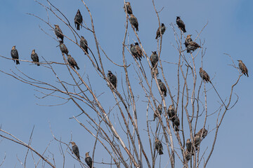 Flock of black starling birds perched in bare branches of tree during bird migration