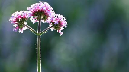 Beautiful flowers blossom of purple verbena with green nature background.