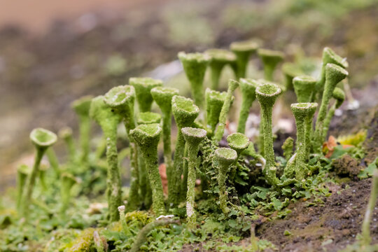 Kolonia Chrobotek strzępiasty Cladonia fimbriata
