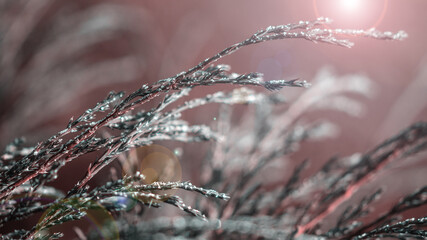 green young thuja branches covered with hoarfrost on blurred background, close view  