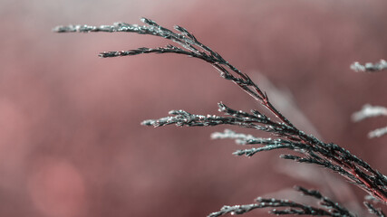 thuja branches covered with hoarfrost on blurred background, close view 