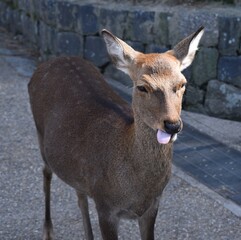 Funny Deer
