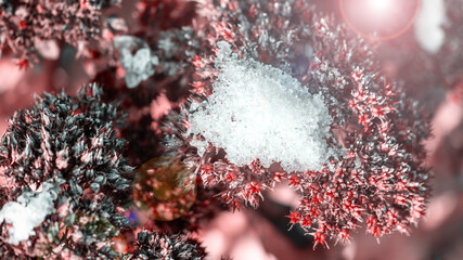 beautiful flowers covered with snow on blurred background
