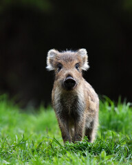 wild boar piglet in the black background