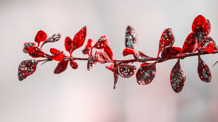 dark red bush leaves covered with hoarfrost on blurred background 
