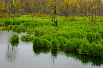 New grass and orange leaves in a spring rain at a Bruce Peninsula marsh