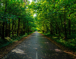 The road is in the forest. This is a moment of peace and quiet