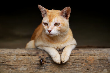 Image of a Cat from my village home