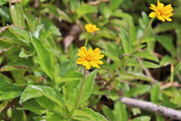 Margarita en el prado